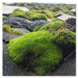 Ardoise nettoyée basse pression